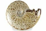 Polished Ammonite (Cleoniceras) Fossil - Madagascar #358464-1